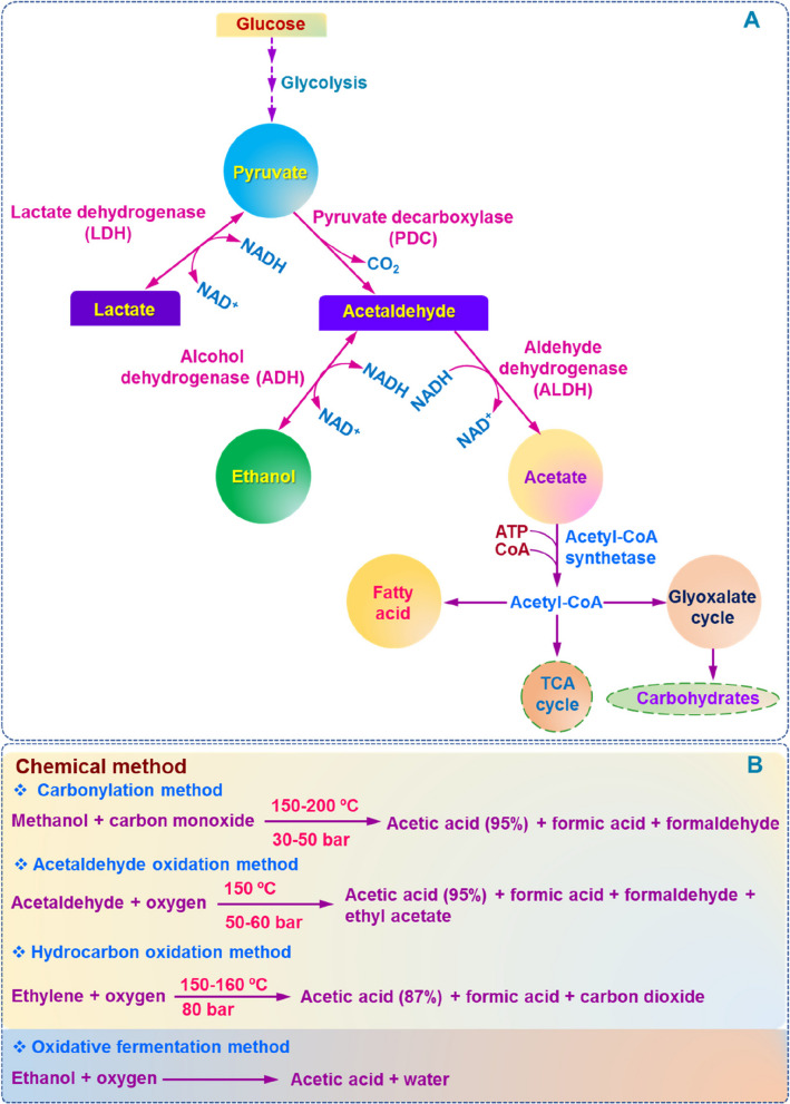 Acetic acid: a cheap but chief metabolic regulator for abiotic stress tolerance in plants.