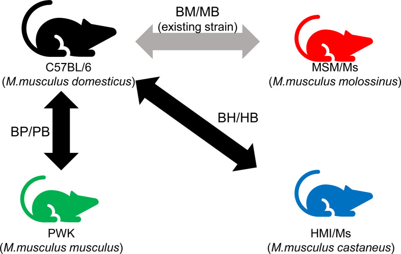 Inter-subspecies mouse F1 hybrid embryonic stem cell lines newly established for studies of allelic imbalance in gene expression.