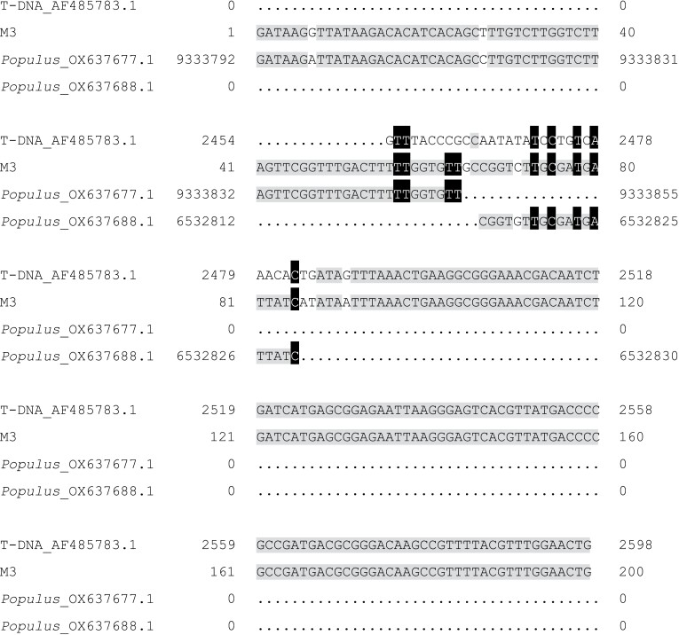 Transgenic poplar (Populus davidiana×P. bolleana Loucne) expressing dsRNA of insect chitinase gene: lines identification and resistance assay.