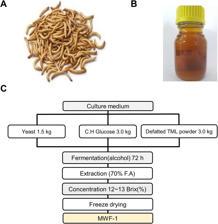 Anti-obesity and immunomodulatory effects of oil and fermented extract dried from <i>Tenebrio molitor</i> larvae on aged obese mice.
