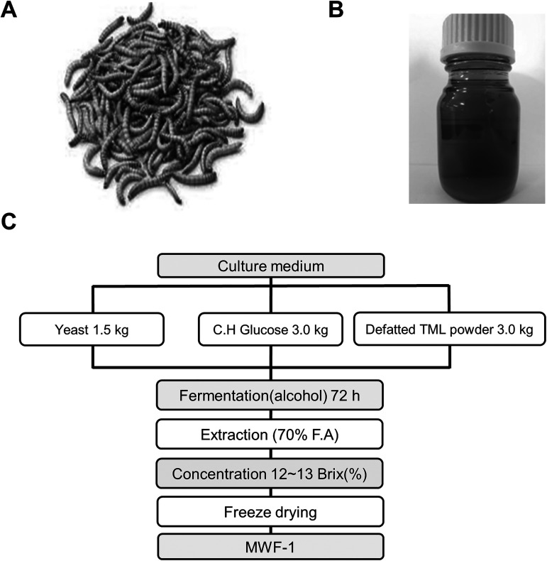 Anti-obesity and immunomodulatory effects of oil and fermented extract dried from <i>Tenebrio molitor</i> larvae on aged obese mice.