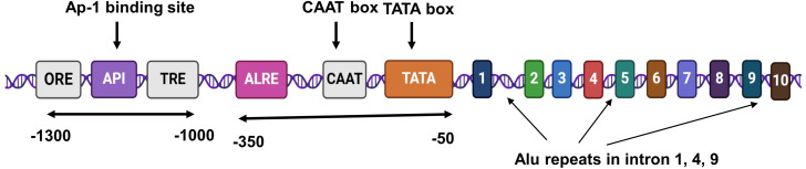 Aldo-keto reductases: Role in cancer development and theranostics.