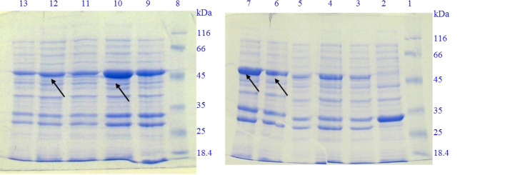 Recombinant production of interleukin-1 receptor antagonist in fusion to albumin binding domain with potential affinity to human serum albumin.