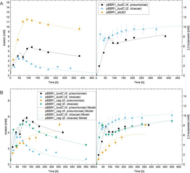 Strain and model development for auto- and heterotrophic 2,3-butanediol production using Cupriavidus necator H16