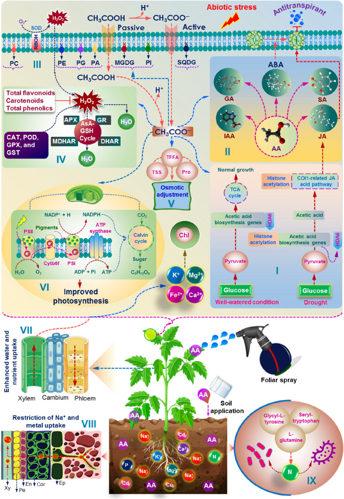 Acetic acid: a cheap but chief metabolic regulator for abiotic stress tolerance in plants.