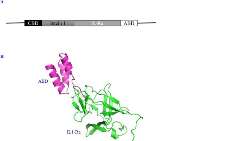 Recombinant production of interleukin-1 receptor antagonist in fusion to albumin binding domain with potential affinity to human serum albumin.
