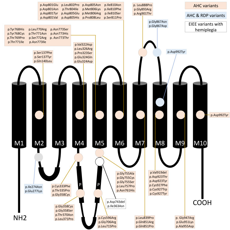 Navigating the Complexity of Alternating Hemiplegia in Childhood: A Comprehensive Review.