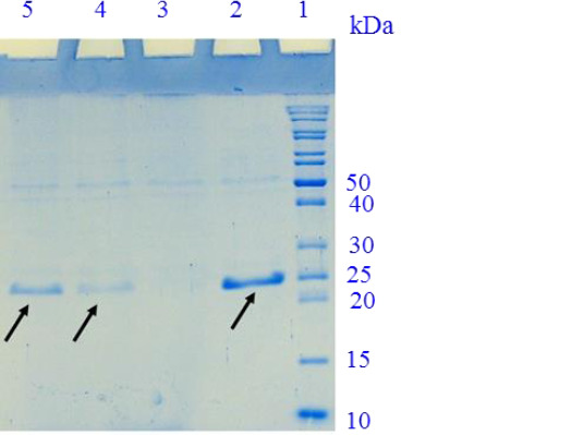 Recombinant production of interleukin-1 receptor antagonist in fusion to albumin binding domain with potential affinity to human serum albumin.