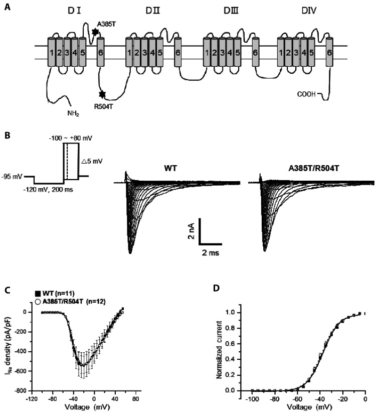 Requirement of β subunit for the reduced voltage-gated Na<sup>+</sup> current of a Brugada syndrome patient having novel double missense mutation (p.A385T/R504T) of <i>SCN5A</i>.