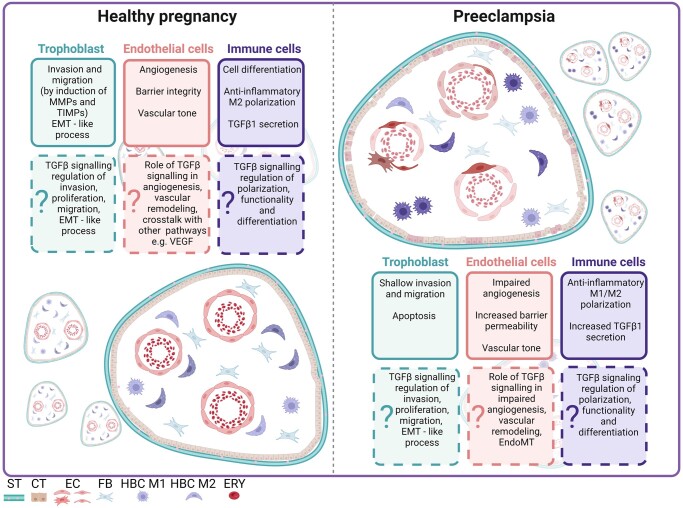 TGFβ signalling: a nexus between inflammation, placental health and preeclampsia throughout pregnancy.