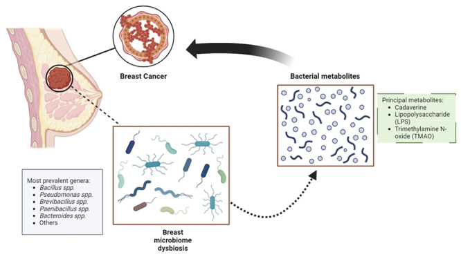 Implications of the microbiome and metabolic intermediaries produced by bacteria in breast cancer.