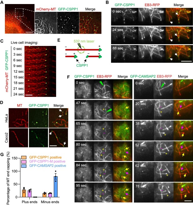 CSPP1 stabilizes microtubules by capping both plus and minus ends.