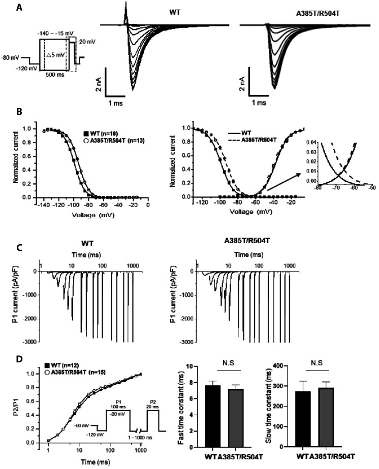 Requirement of β subunit for the reduced voltage-gated Na<sup>+</sup> current of a Brugada syndrome patient having novel double missense mutation (p.A385T/R504T) of <i>SCN5A</i>.