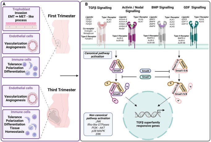 TGFβ signalling: a nexus between inflammation, placental health and preeclampsia throughout pregnancy.