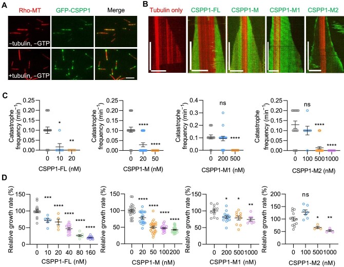 CSPP1 stabilizes microtubules by capping both plus and minus ends.