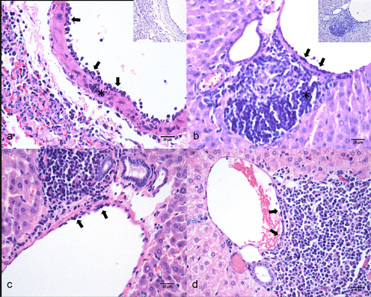Hepatic endotheliitis in Golden Syrian hamsters (Mesocricetus auratus) experimentally infected with SARS-CoV-2.