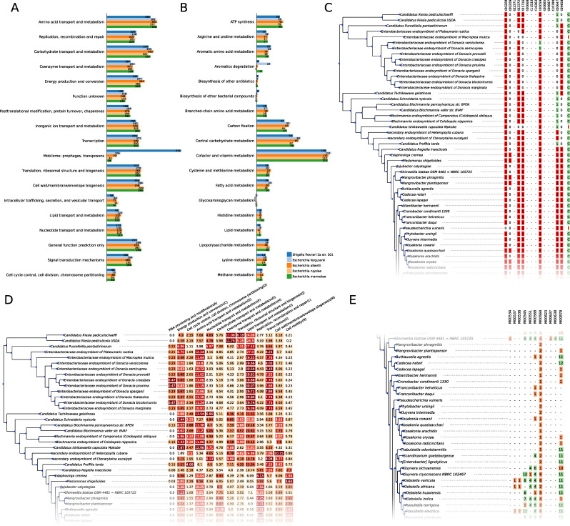 zDB: bacterial comparative genomics made easy.