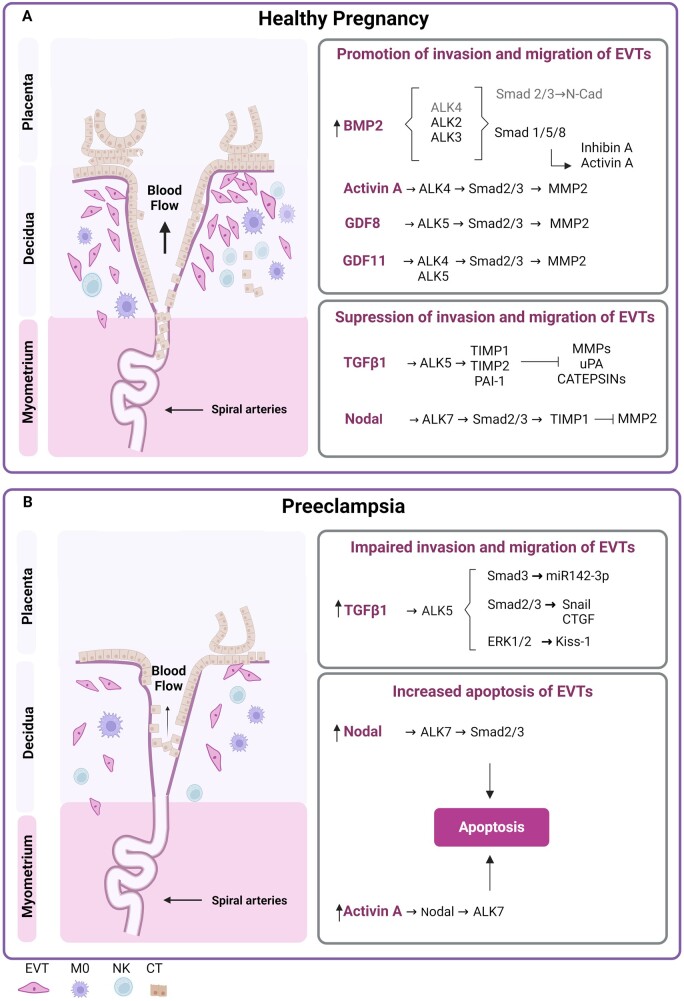 TGFβ signalling: a nexus between inflammation, placental health and preeclampsia throughout pregnancy.