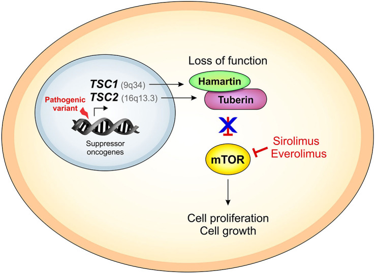 Tuberous Sclerosis Complex and the kidneys: what nephrologists need to know.