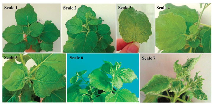 Resistance Induced by Viral Sense, Anti-sense, and Hairpin Constructs Against Beet Curly Top Virus and Beet Curly Top Iran Virus.