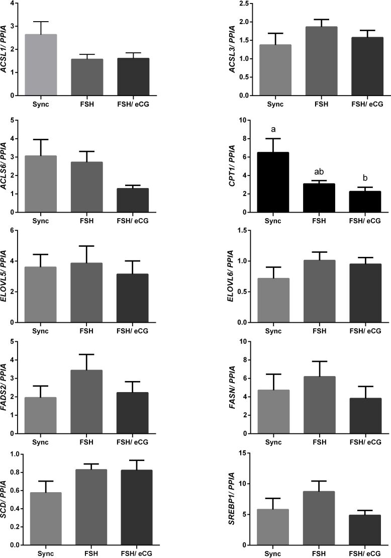 Is FSH combined with equine chorionic gonadotropin able to modify lipid metabolism in bovine superstimulated antral follicles?