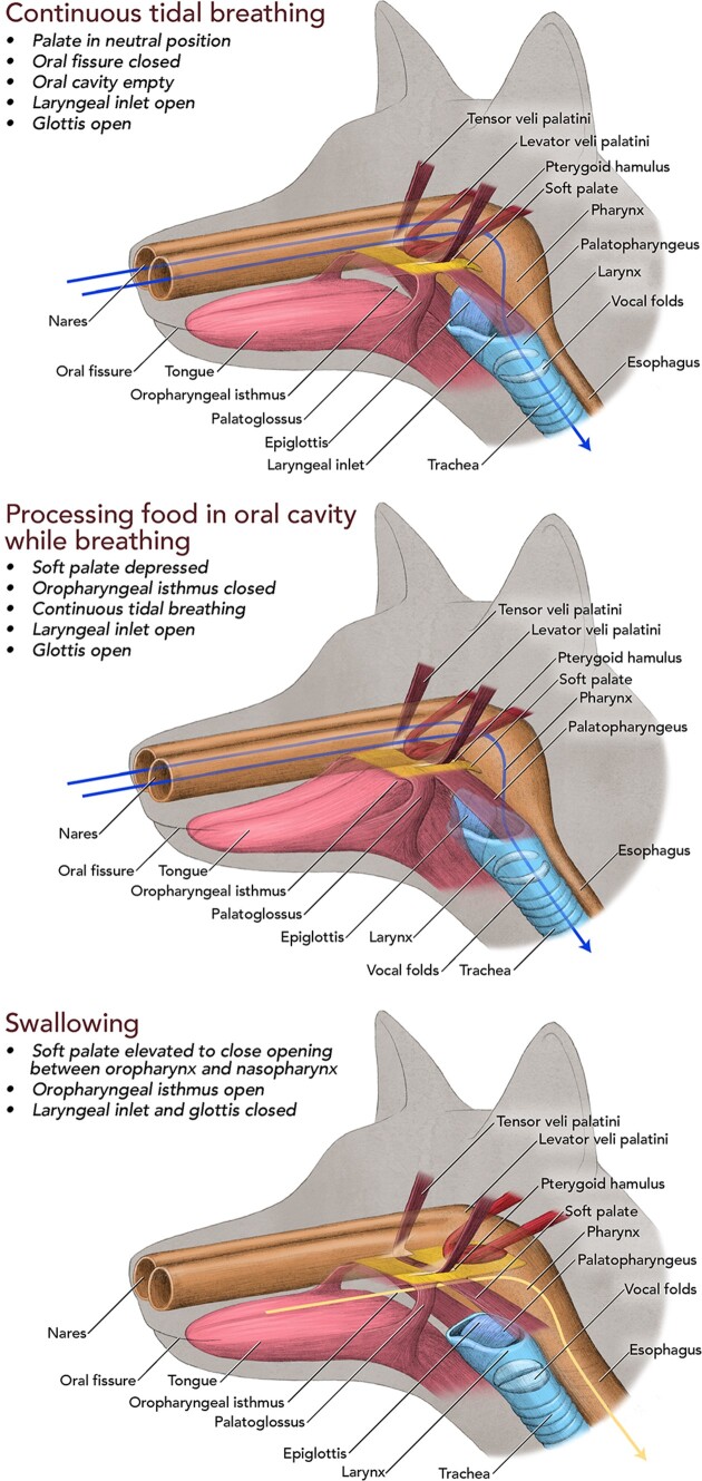 The Soft Palate Enables Extreme Feeding and Explosive Breathing in the Fin Whale (<i>Balaenoptera physalus</i>).