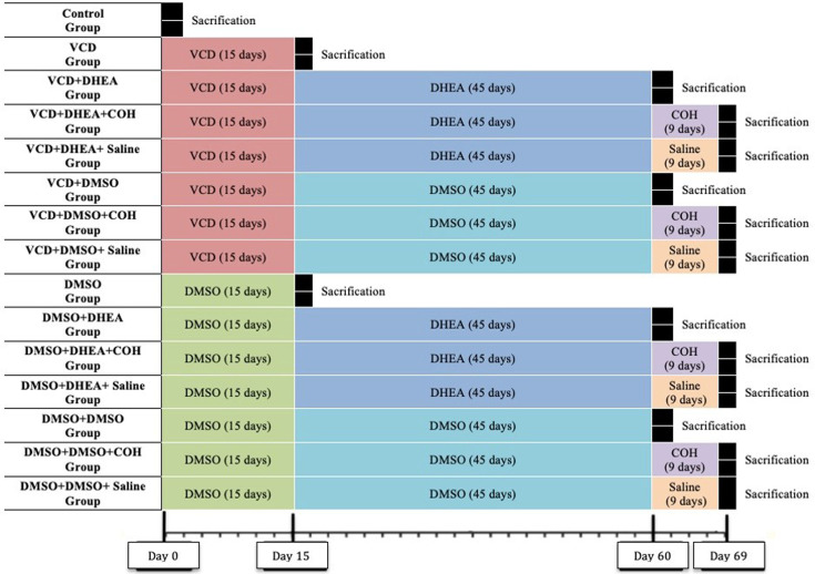Dehydroepiandrosterone modulates the PTEN/PI3K/AKT signaling pathway to alleviate 4-vinylcyclohexene diepoxide-induced premature ovarian insufficiency in rats.