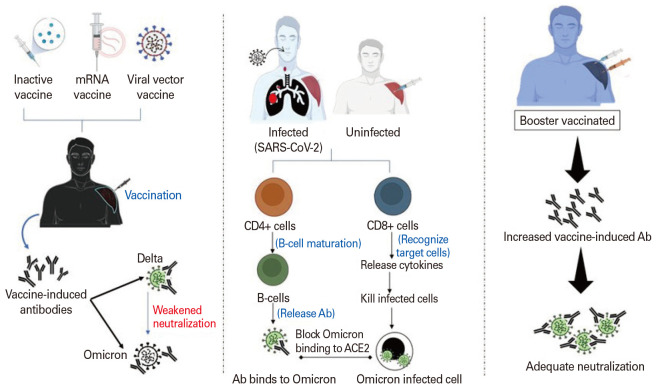 The influence of Omicron on vaccine efficacy and durability: a neurology perspective.