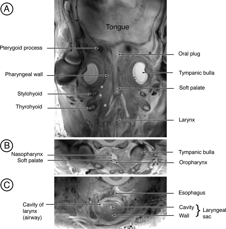 The Soft Palate Enables Extreme Feeding and Explosive Breathing in the Fin Whale (<i>Balaenoptera physalus</i>).