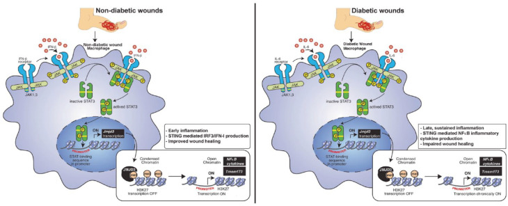 Immunomodulation in diabetic wounds healing: The intersection of macrophage reprogramming and immunotherapeutic hydrogels.