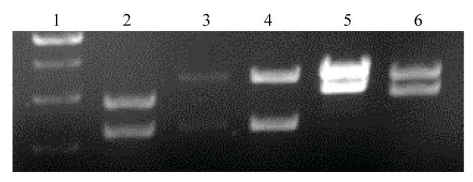 Resistance Induced by Viral Sense, Anti-sense, and Hairpin Constructs Against Beet Curly Top Virus and Beet Curly Top Iran Virus.