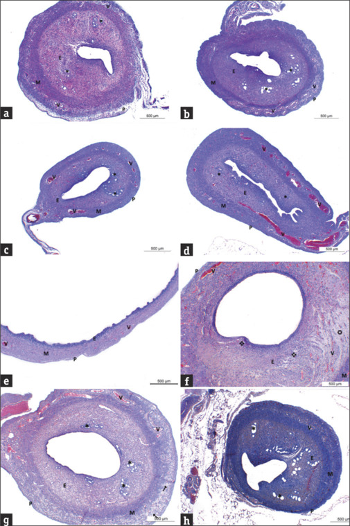 The Role of Combined Treatment of Granulocyte Colony-stimulating Factor and Oestrogen in Treatment of Thin Endometrium: A Rat Model.