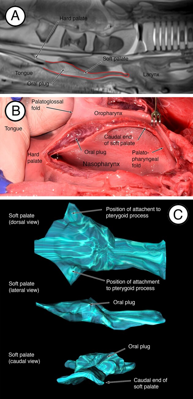 The Soft Palate Enables Extreme Feeding and Explosive Breathing in the Fin Whale (<i>Balaenoptera physalus</i>).