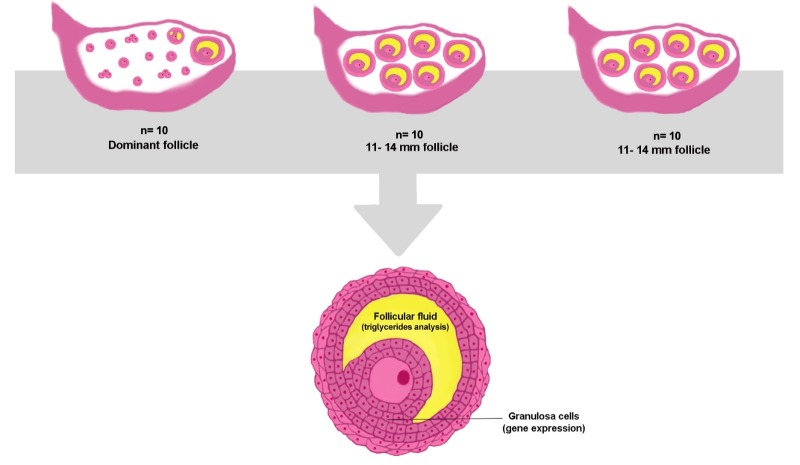 Is FSH combined with equine chorionic gonadotropin able to modify lipid metabolism in bovine superstimulated antral follicles?