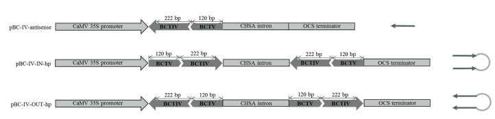 Resistance Induced by Viral Sense, Anti-sense, and Hairpin Constructs Against Beet Curly Top Virus and Beet Curly Top Iran Virus.