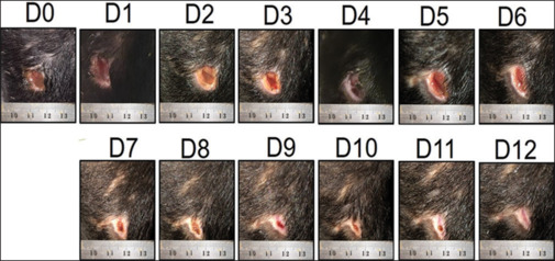 Inhibitory effects against zoonotic bacteria by <i>Oroxylum indicum</i> ointment and effects to dog wound.