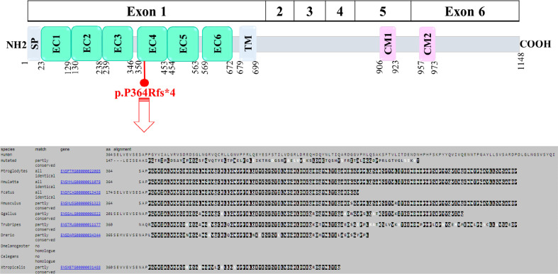 A Case Report of Parental Germline Mosaicism in the <i>PCDH19</i> Gene of Two Iranian Siblings.