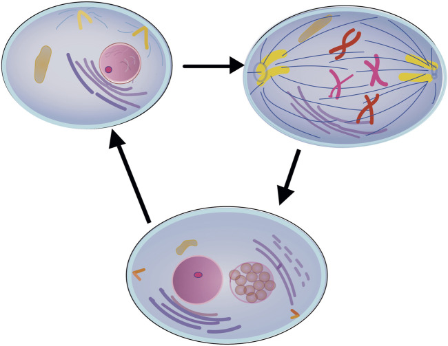Cell autocloning as a pathway to their real rejuvenation.