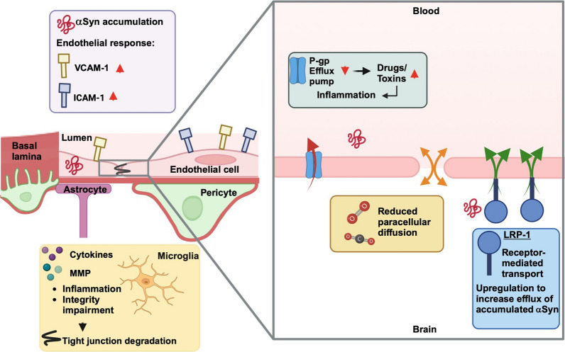 Blood-brain barrier alterations and their impact on Parkinson's disease pathogenesis and therapy.