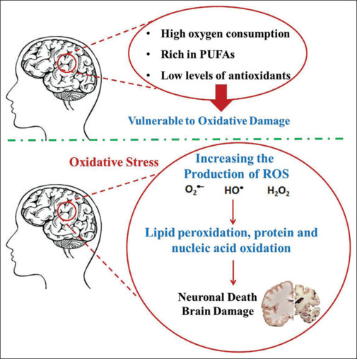 Lipophilic fluorescent products as a potential biomarker of oxidative stress: A link between central (brain) and peripheral (blood).