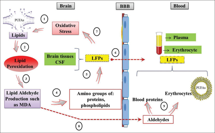 Lipophilic fluorescent products as a potential biomarker of oxidative stress: A link between central (brain) and peripheral (blood).