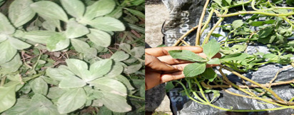 In vivo Antimalarial and Liver Function Profiles of Methanol Extract of <i>Salvia officinalis</i> (Common Sage) Leaf in <i>Plasmodium berghei</i>-Infected Mice.