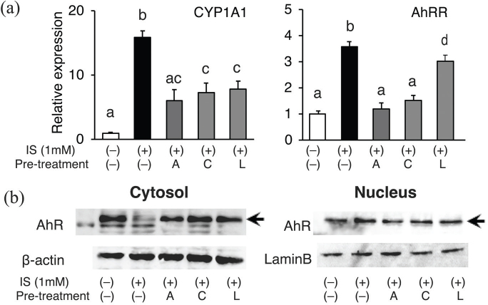 Natural antagonistic flavones for AhR inhibit indoxyl sulfate-induced inflammatory gene expression <i>in vitro</i> and renal pathological damages <i>in vivo</i>.