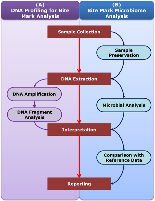 Integration of Bite Mark Microbiome Analysis with Forensic DNA Profiling: Advancements, Challenges, and Synergistic Approaches.