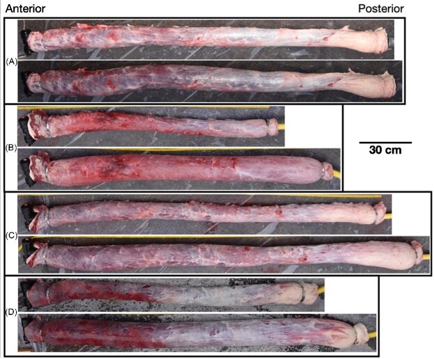 Morphology and Mechanics of the Fin Whale Esophagus: The Key to Fast Processing of Large Food Volumes by Rorquals.