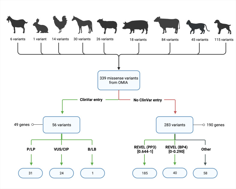 A comparative medical genomics approach may facilitate the interpretation of rare missense variation.
