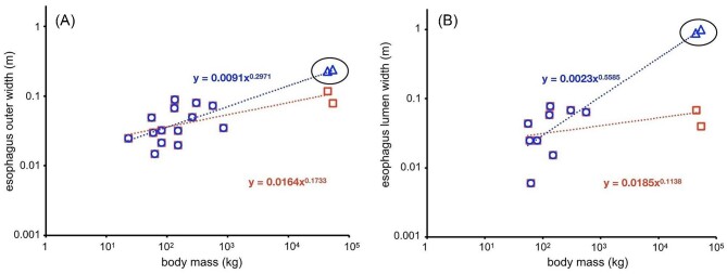 Morphology and Mechanics of the Fin Whale Esophagus: The Key to Fast Processing of Large Food Volumes by Rorquals.