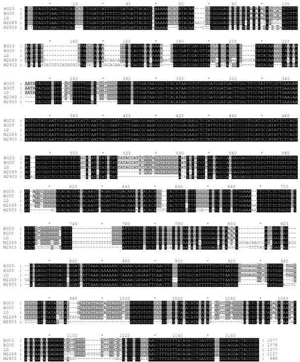 Isolation and characterisation of Leishmania (Leishmania) infantum from cutaneous leishmaniasis patients in northeast Brazil.