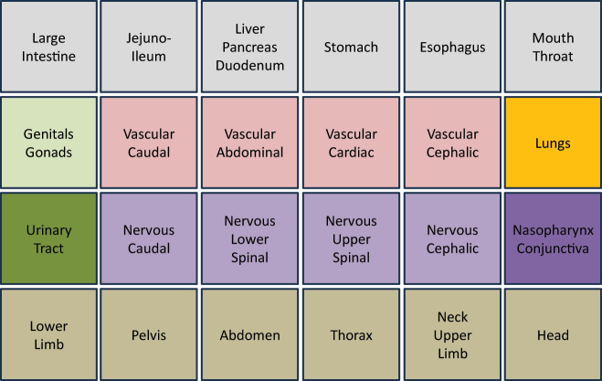 Layout of anatomical structures and blood vessels based on the foundational model of anatomy.