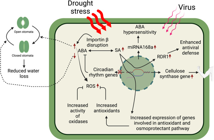 A transition from enemies to allies: how viruses improve drought resilience in plants.